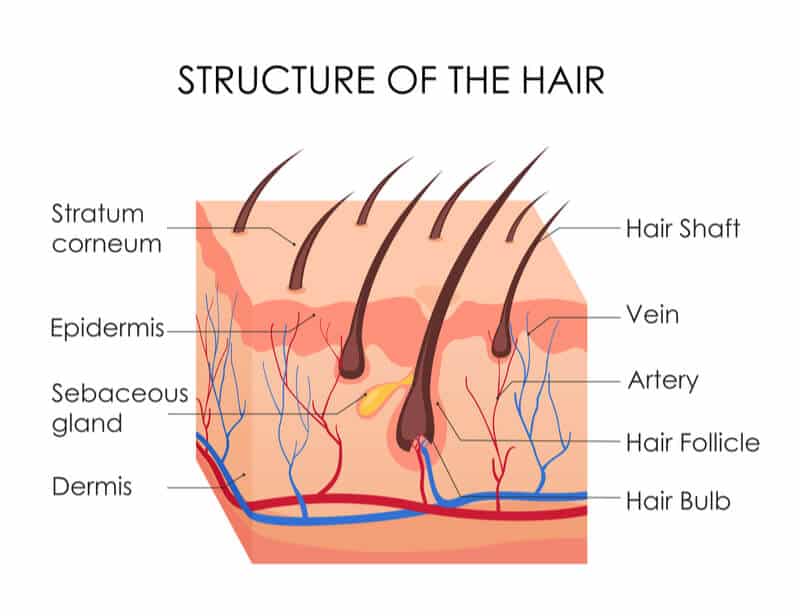 structure of hair diagram