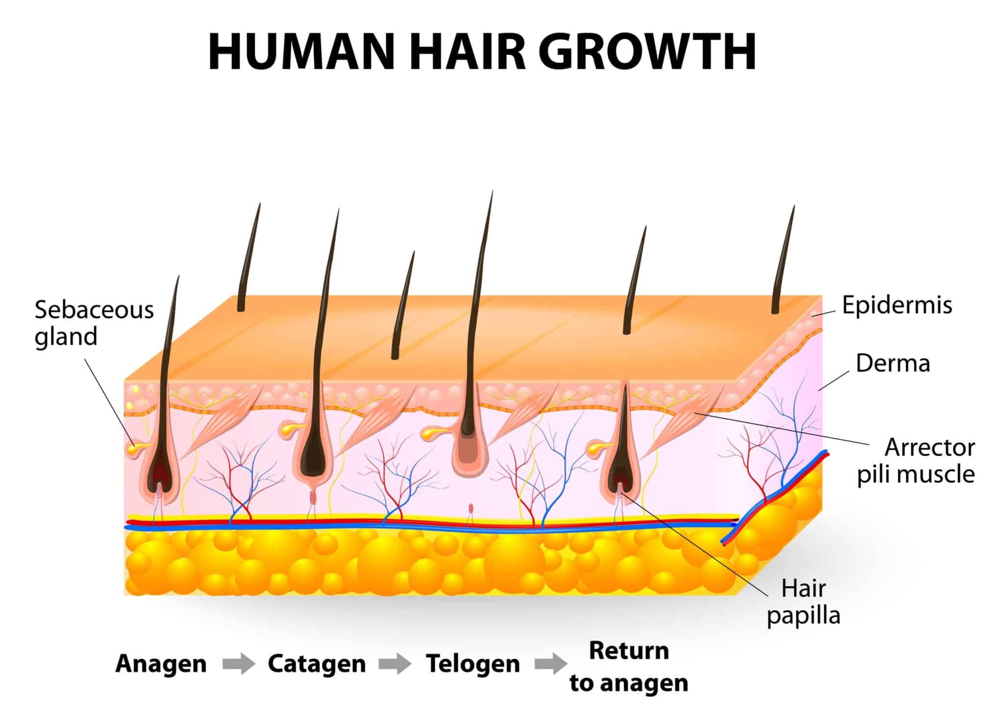 natural human hair growth cycle