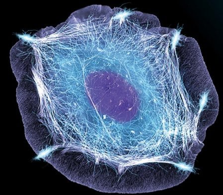 cell nutrition therapy iontophoresis visualisation